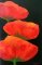 3 coquelicots 40X80 (vendue) 